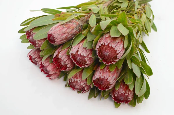 Kırpma yolu ile izole beyaz zemin üzerine kırmızı protea çiçek grup. Portre. Tasarım için. Doğa.