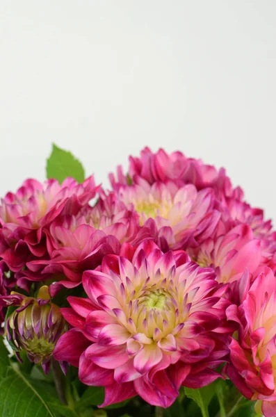 Pink and yellow flower on a white background isolated with clipping path. Closeup. big shaggy flower. for design. Dahlia.