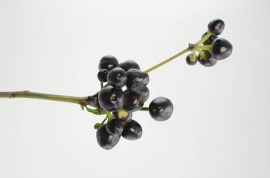 Beyaz zemin üzerine kırmızı siyah meyveleri ayır