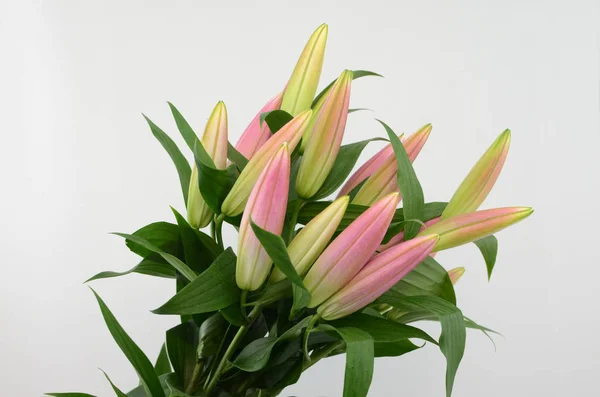 Pink Lily flower on a white isolated background with clipping path. Closeup. For design. Nature.