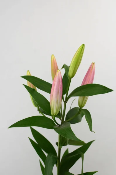 Pink Lily flower on a white isolated background with clipping path. Closeup. For design. Nature.