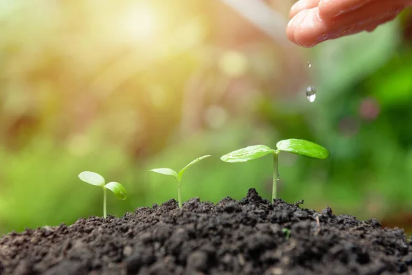 Yeşil arka plana sahip küçük bitki wartering el