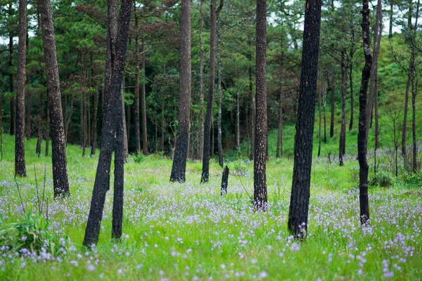 çam ağaçları arasında vahşi çiçek çiçek açan ve Sisli sabah alanındaki