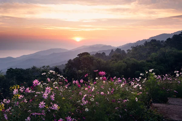 Gündoğumu gökyüzü ile çiçek ön plan