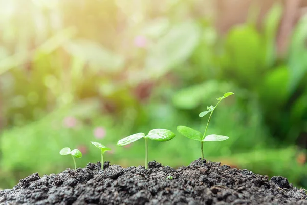 yeşil bitki büyüyen yeşil doğa arka plan ve güneş ışığı ile 