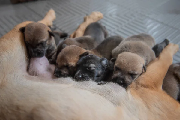 Yakın Yeni doğan yavru kendi anne köpek süt emme