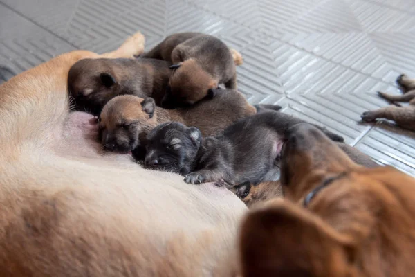 Yakın Yeni doğan yavru kendi anne köpek süt emme