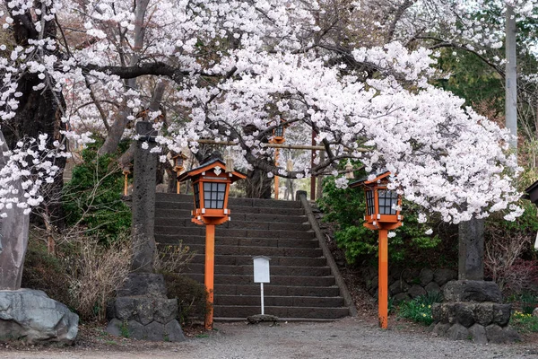 Portakal gelenek lamba ile türbe girişinde Sakura ağacı