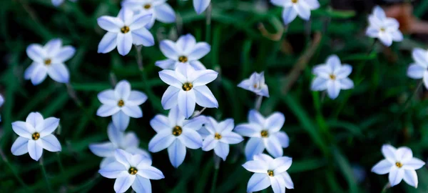 Yeşil arkaplanda beyaz çiçek