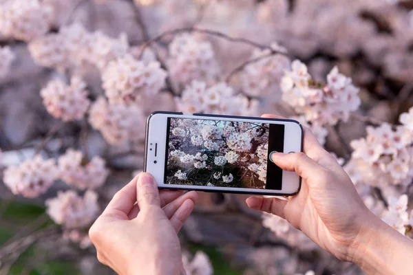 Eller kiraz çiçeği ile baharda akıllı telefon yapıştırma fotoğraf kullanın