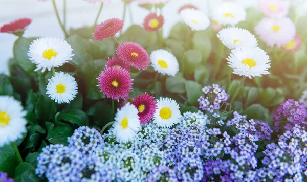 Bahçede çok renkli papatya çiçeği ve güneş ışığı ile mor çiçek için