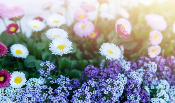 Bahçede çok renkli papatya çiçeği ve güneş ışığı ile mor çiçek için