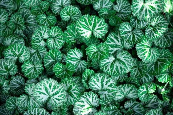 doğa yeşil yaprakları arka plan