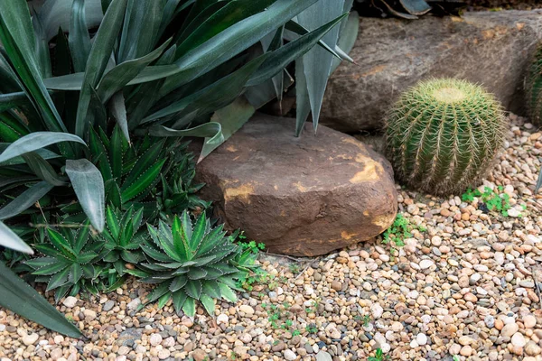 Bahçedeki Kaktüs Bitkisi