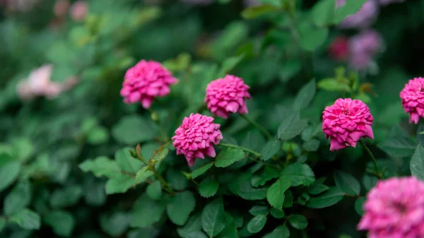 Yeşil arka planda pembe güller