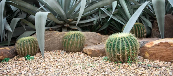 Kaktüs arka plan . Dikenli kaktüs