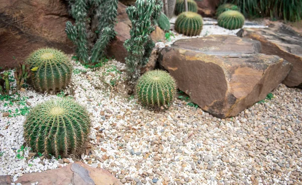 Kaktüs arka plan . Dikenli kaktüs