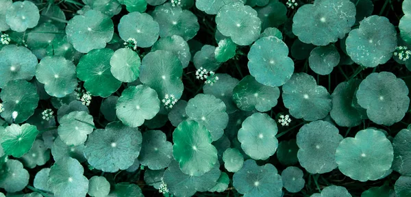 Soyut koyu yeşil yaprak arka plan