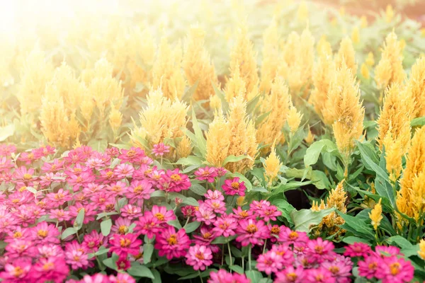Güneş ışığı ile pembe ve sarı çiçek arka plan