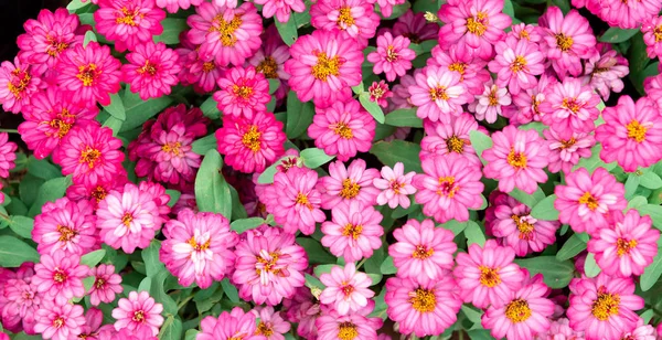 Pembe çiçek pattarn arka plan 