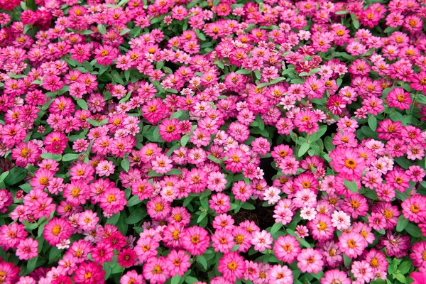 Bahçede pembe çiçek arka plan