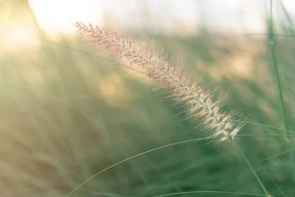 Güneş ışığı ile yakın çekim çim çiçek