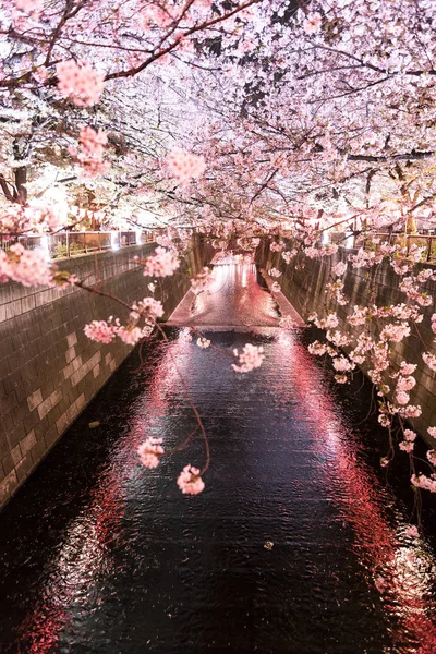 Geceleri meguro nehri üzerinde Sakura kiraz çiçeği, Tokyo Japonya