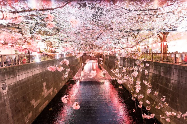Geceleri meguro nehri üzerinde Sakura kiraz çiçeği