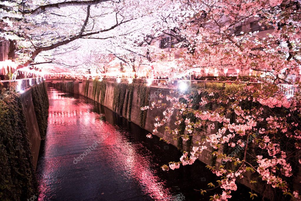 Cherry blossom over the meguro river at night 