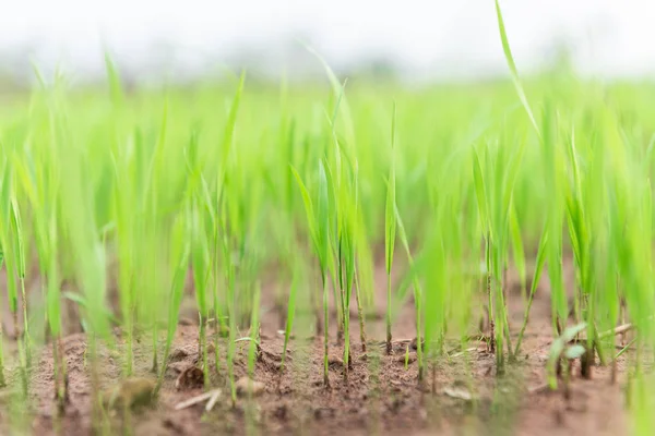 Pirinç alanında yakın çekim pirinç bitki, Yeşil arka plan