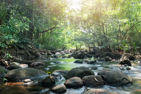 Küçük kanal ile ormanda Yeşil doğa