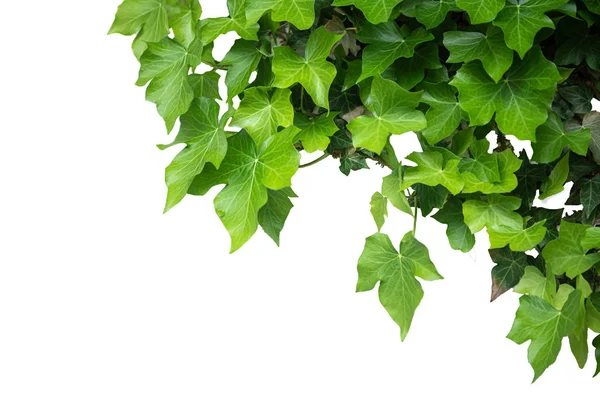 Beyaz arka planda yeşil doğa yaprakları