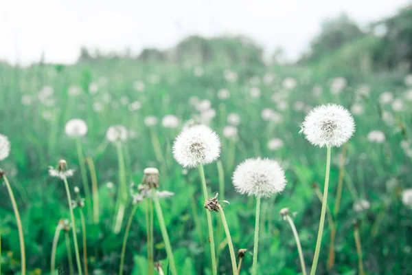 Yeşil arka planlı beyaz karahindiba. doğa yeşil backgound
