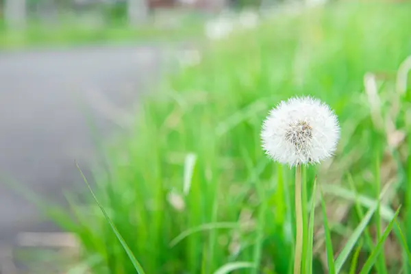 Yeşil arka planlı beyaz karahindiba. doğa yeşil backgound