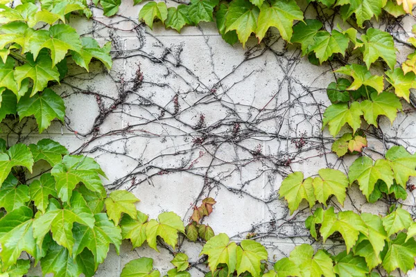 Duvarda soyut yapraklar bitki , arka plan yaprakları