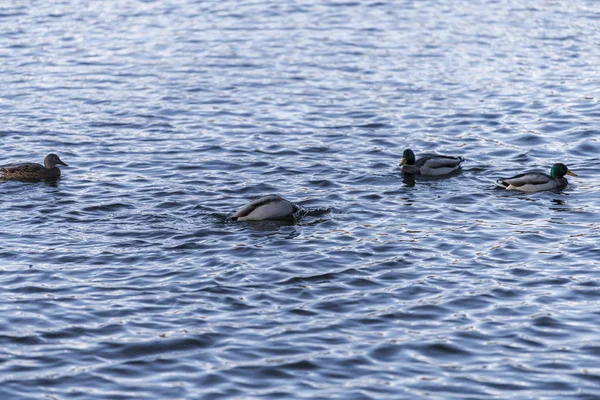 Patos, Catherine Park, Pushkin, São Petersburgo, Rússia — Fotografia de Stock