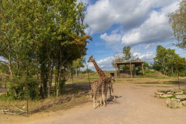 Zürafalar bir Safari Parkı