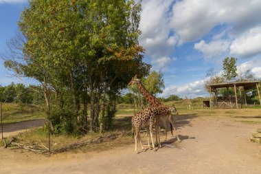 Giraffes In A Safari Park clipart