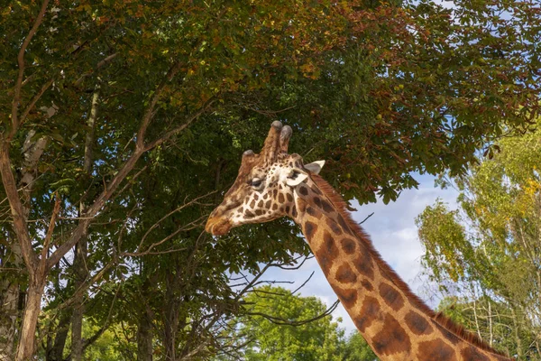 Girafa em um parque de safári — Fotografia de Stock