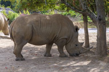 Beyaz Rhino, Chessington, Londra, İngiltere