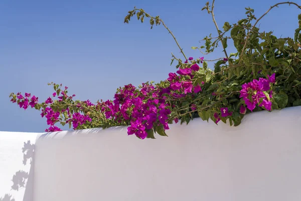 Άνθος υποκατάστημα με ροζ λουλούδια — Φωτογραφία Αρχείου