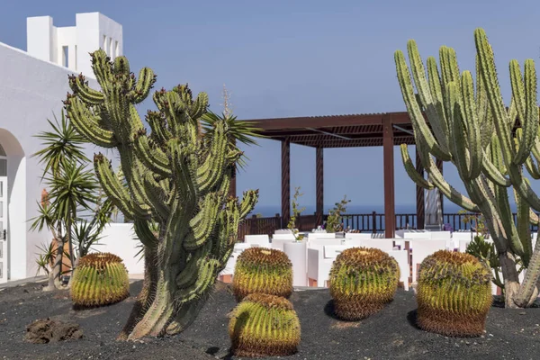 Pelouse de cactus avec terrasse en arrière-plan à Fuerteventura, Espagne — Photo