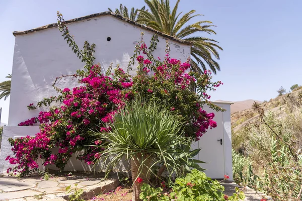 Fuerteventura 'Da özel Ispanyol evinde pembe begonvil ve çiçekler — Stok fotoğraf
