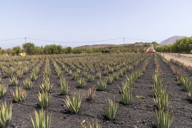Fuerteventura 'daki Aloe Vera çiftlik tarlası