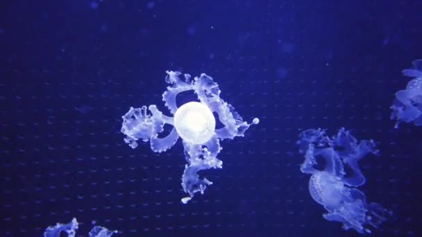 Grande quantité de méduses flottant dans l'eau — Video