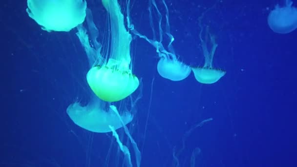 Large Amount Of Jelly Fish Floating In Water — Stock Video