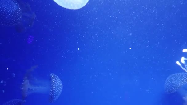 Duża ilość galaretki ryb pływających w wodzie — Wideo stockowe