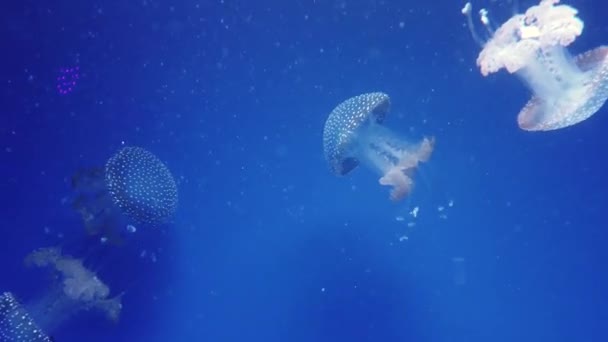 Nagy mennyiségű medúza lebeg a vízben — Stock videók
