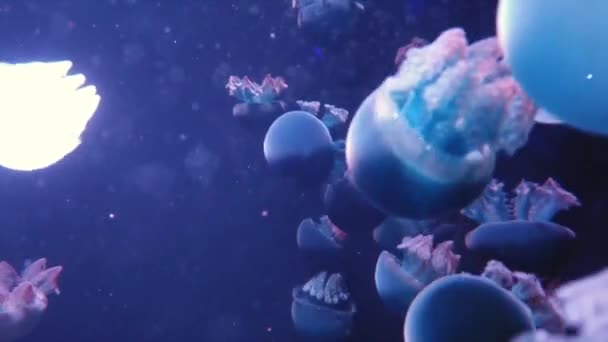 Grande quantidade de peixe-geleia flutuando na água — Vídeo de Stock