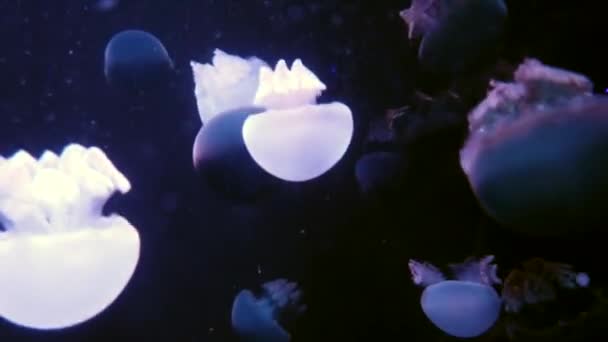 Большое количество медуз плавает в воде — стоковое видео